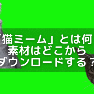 「猫ミーム」とは何？素材はどこから？作れるアプリはどれ？