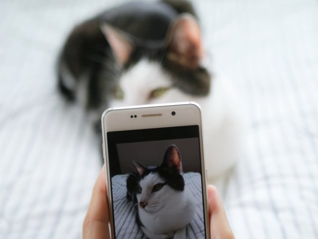 スマホ 猫 撮影