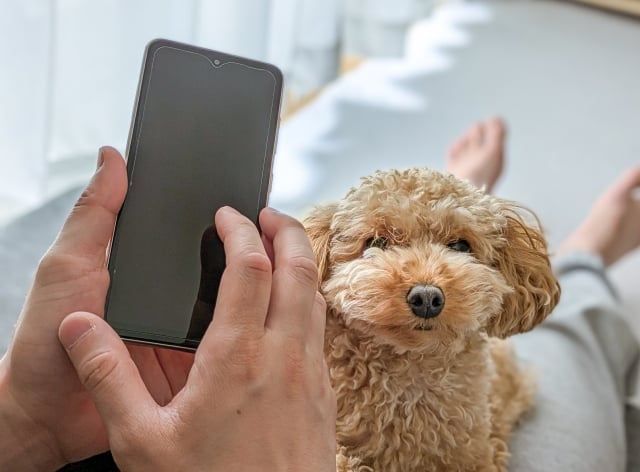 犬 スマホ