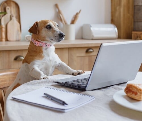 ペット 犬