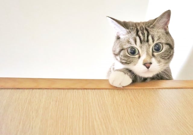 猫