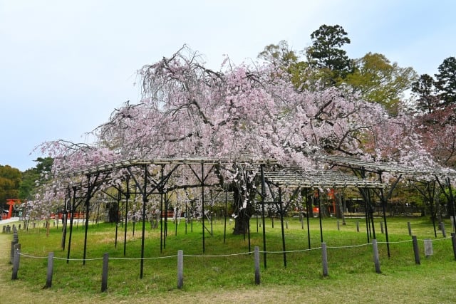 Kamigamojinja Shrine, cherry blossoms