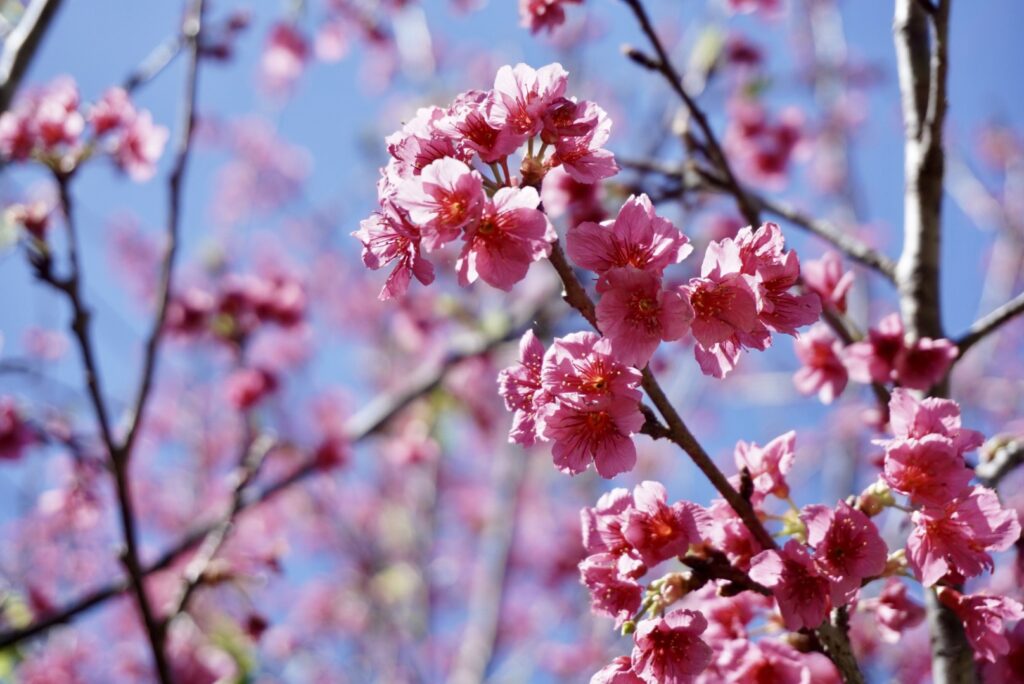 沖縄 さくら okinawa sakura