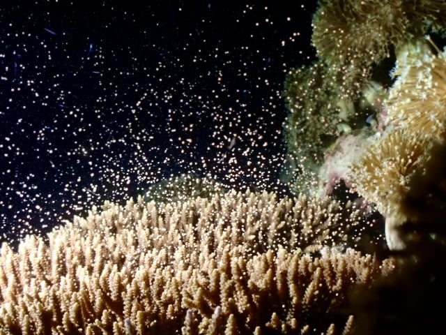 coral reef spawning サンゴ礁の産卵