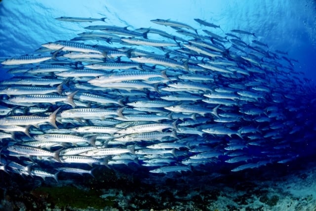Large migratory fish