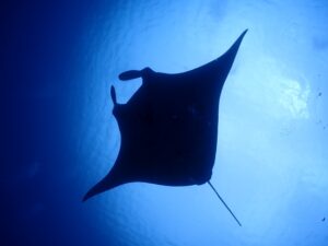 沖縄の海 マンタ manta ray okinawa sea