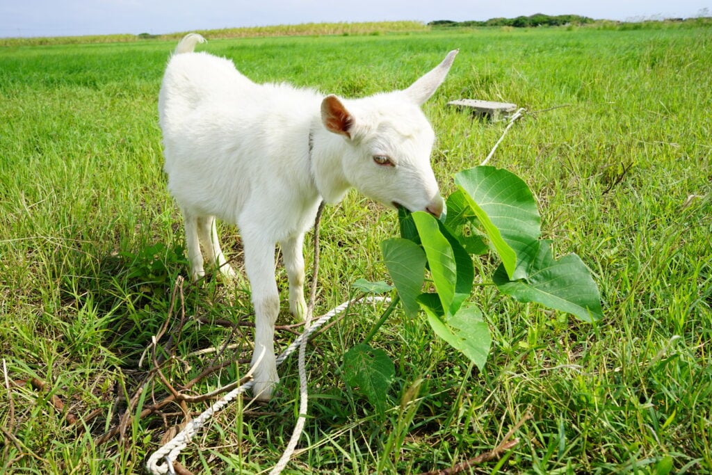 Okinawa goat okinawa goat