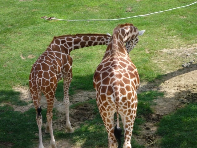 上野動物園 キリン Ueno Zoo giraffe