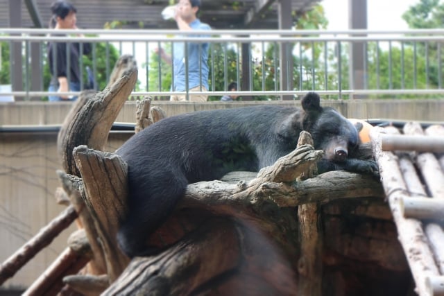 上野動物園  Ueno Zoo 
bear