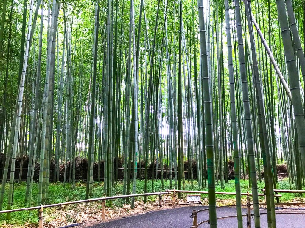 京都岚山竹林 京都岚山竹林