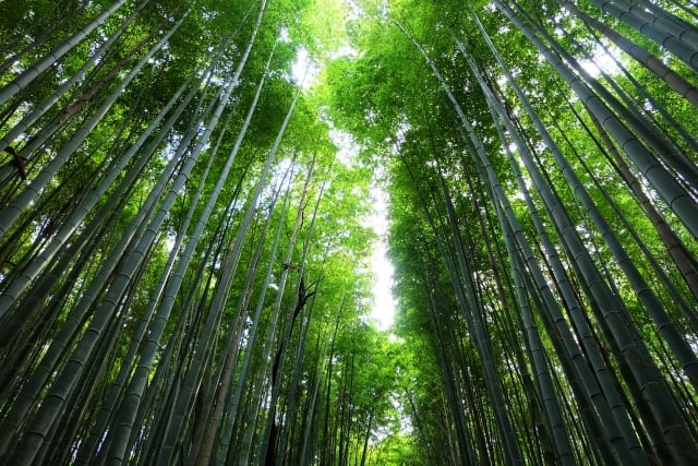 Bamboo forest path