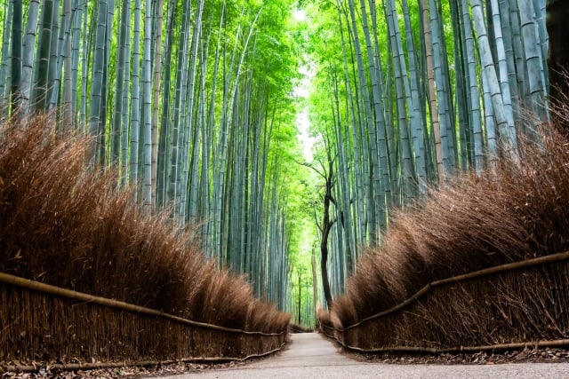 Kyoto arashiyama bamboo forest