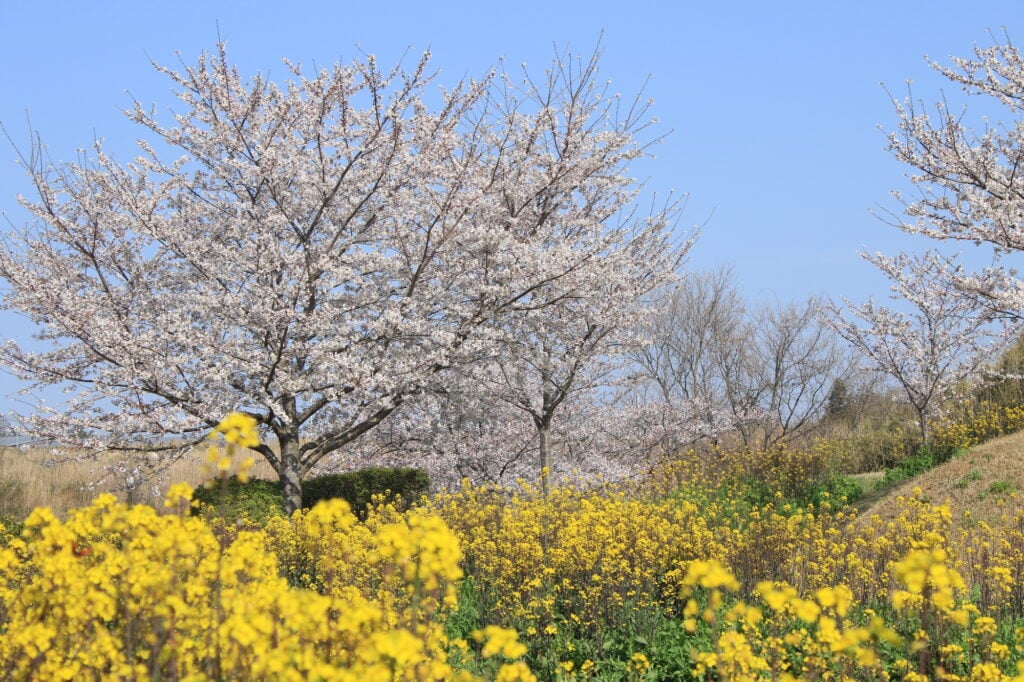 산리츠카 사쿠라의 언덕