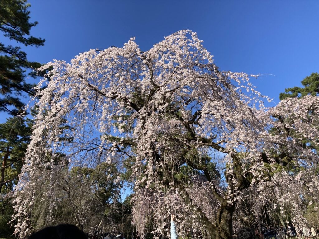 京都御苑的櫻花